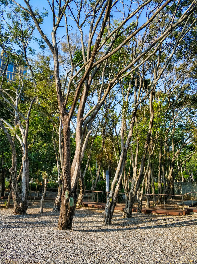 A grove in Xiangmi Park which Located in Shenzhen, China. 2020