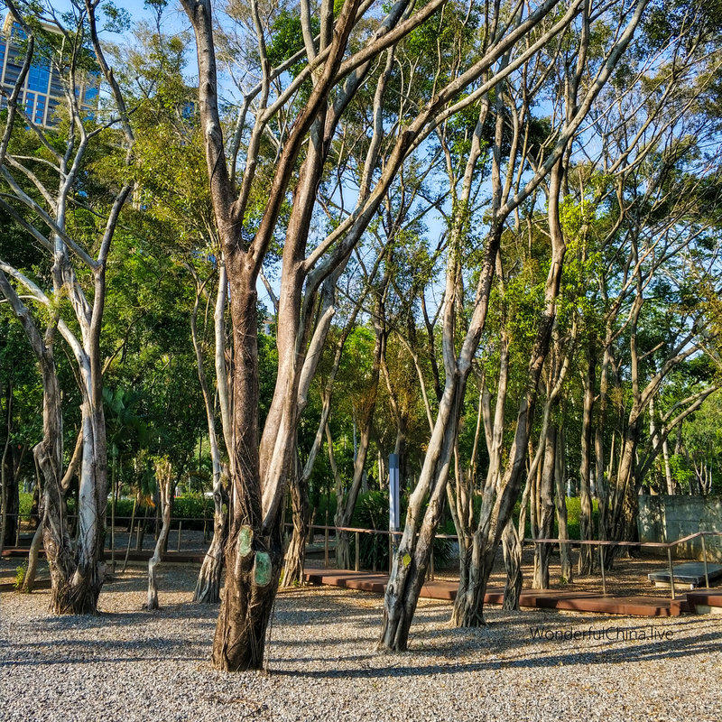 A grove in Xiangmi Park which Located in Shenzhen, China. 2020_thumbnail